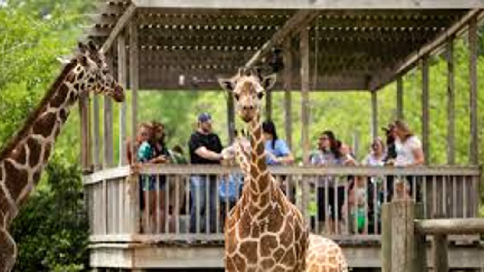 Sedgwick County Zoo Named Among Nation’s Top 10 Zoos (Live in Kansas)